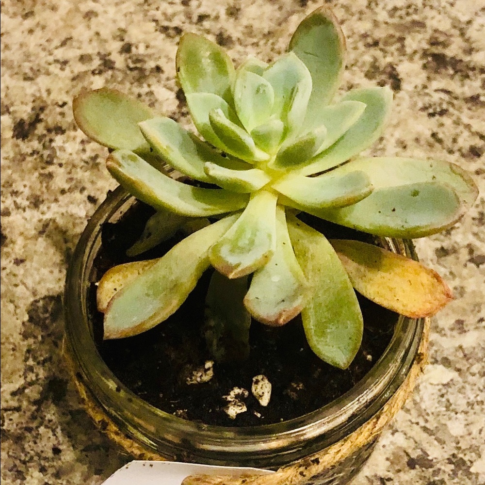 Meet your Posher, Amira